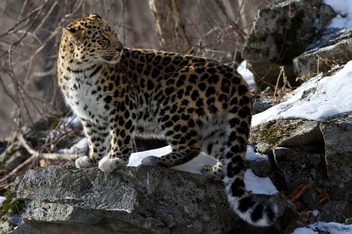 Российский леопард. Амурский леопард. Дальневосточный (Амурский) леопард (Panthera pardus orientalis). Амурсик йлеопард. Уссурийский леопард.