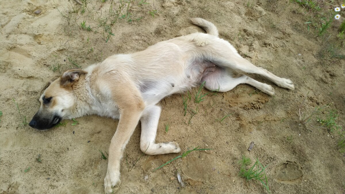 Погладьте меня!