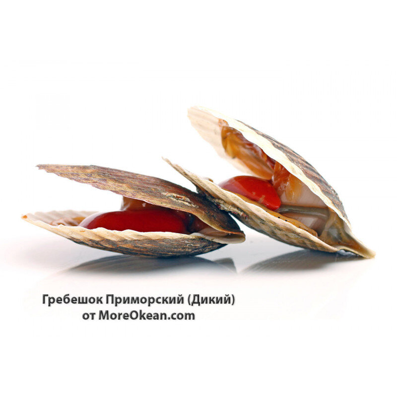 Морской гребешок     