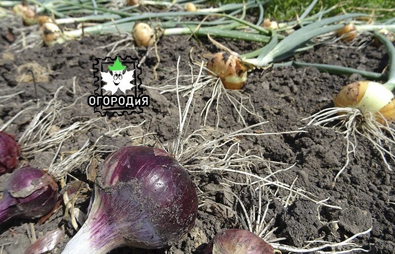 Озимый лук ждет обрезки корней