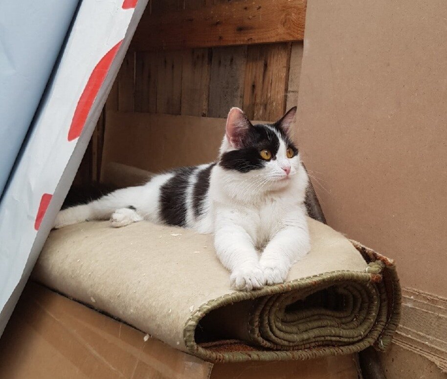 Сэм (кошечка) - в приюте с детства