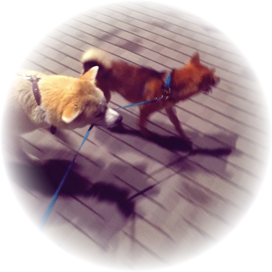 Сиба-ину и плюшевый щенок: незабываемая дружба и потрясающие моменты