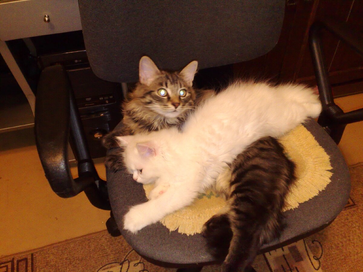 скука картинки. кадры из фильмов ссср. завтра много дел. приют домашних животных. прикольные картинки про усталость.