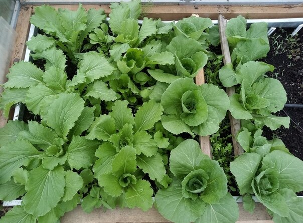 Пекинская капуста