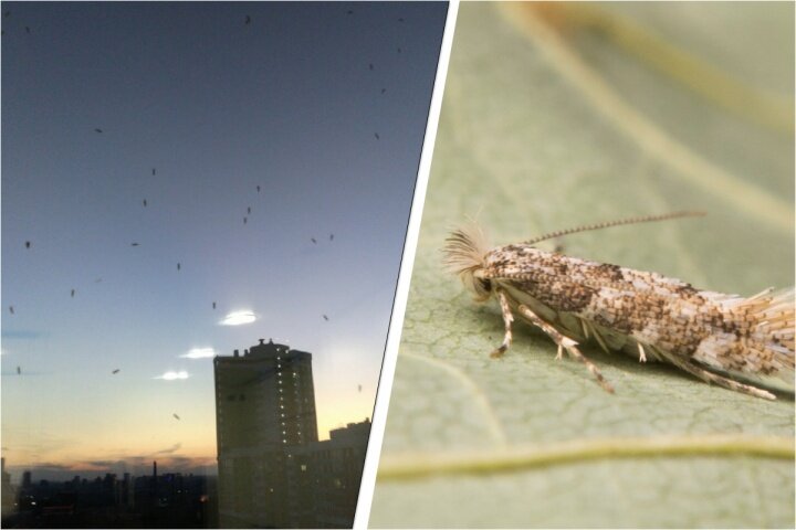 Маленькая тополиная моль этим летом превратилась в большую проблему екатеринбуржцев  
Фото: Роман Провидухин