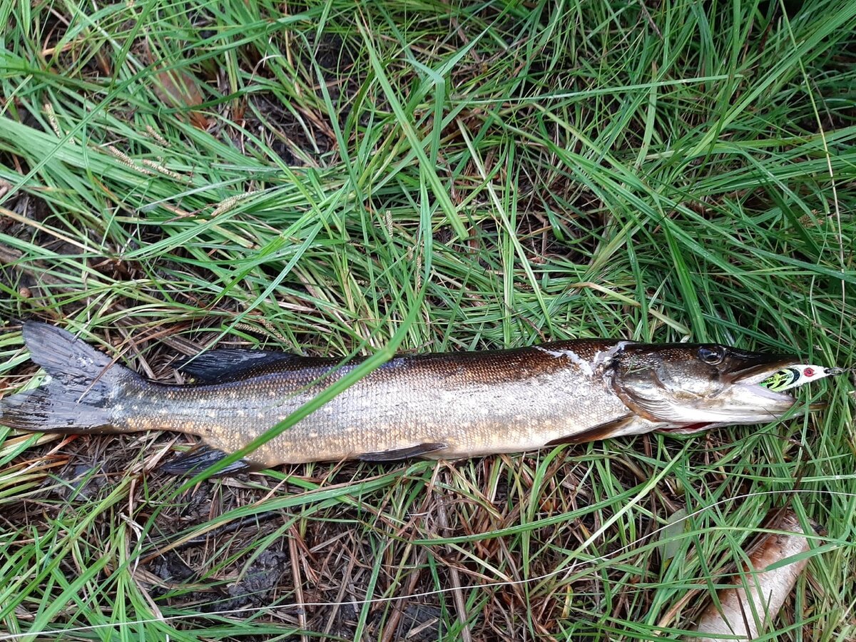 Недавняя щучка на копию Mepps Syclops. Поранилась в процессе изъятия из воды (не сетки).