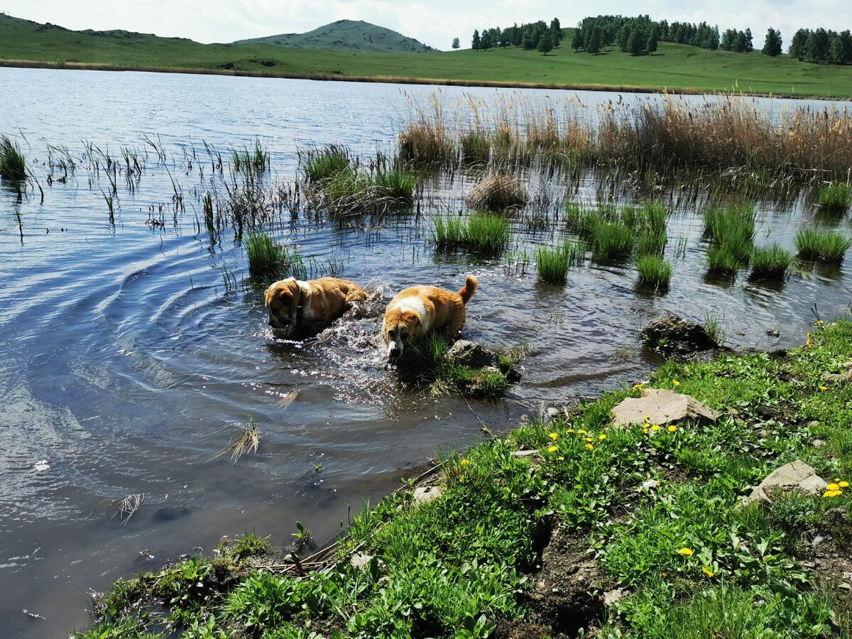 Водные процедуры наших питомцев. https://vk.com/beliy.lekar