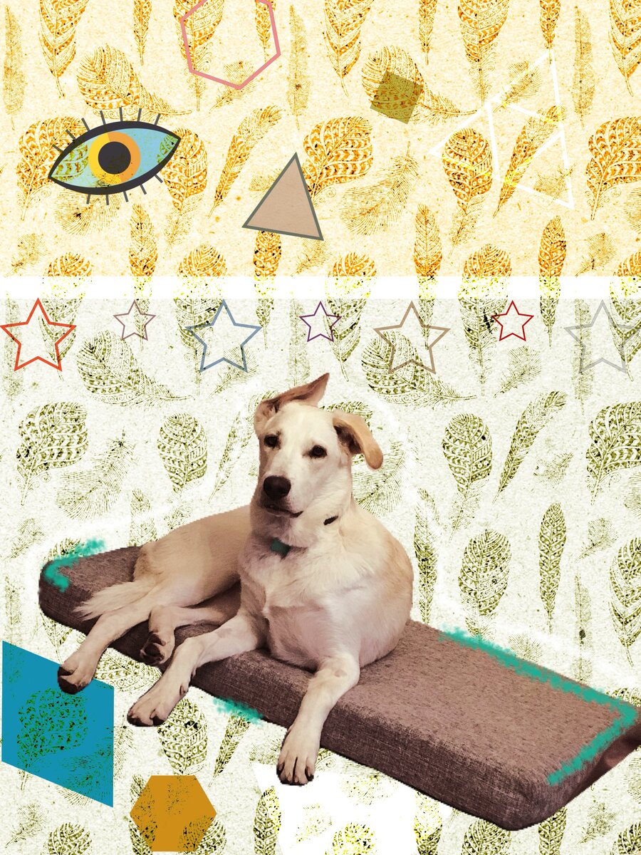 А это Лео. Он ещё только учится всем важным командам