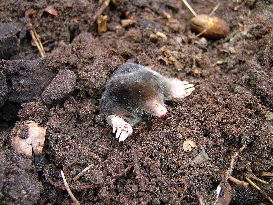 Из меховых шкур кротов делали маски, чтобы уберечь лицо от обморожения. Они предназначались лётчикам для защиты от ветра и холода. 