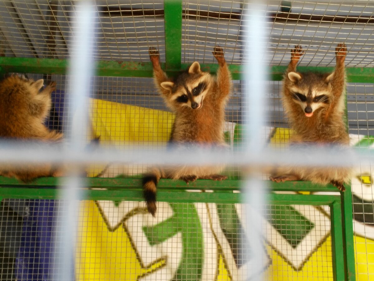 Мы наблюдаем за енотами, еноты наблюдают за нами. Фото из личного архива автора