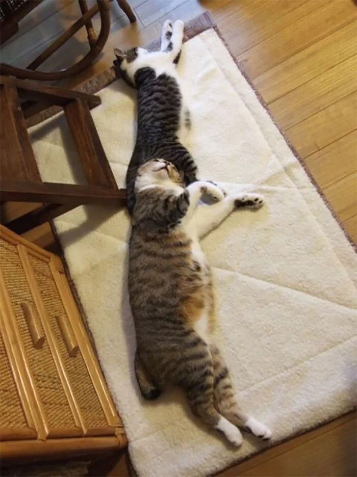 Коты любви