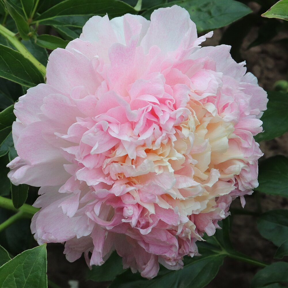 Распберри Сандей - Уникальный цвет 