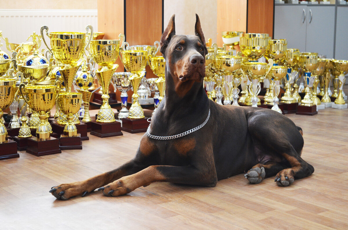 Преданность и верность