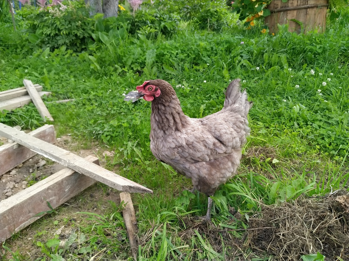 Наши курочки