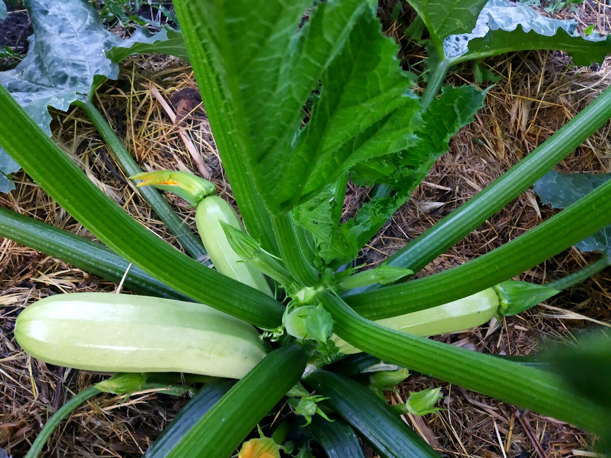 Подкормка кабачков. Обильный урожай кабачков. Кабачки подкормка. Кабачки медленно растут. Кабачки график подкормок.