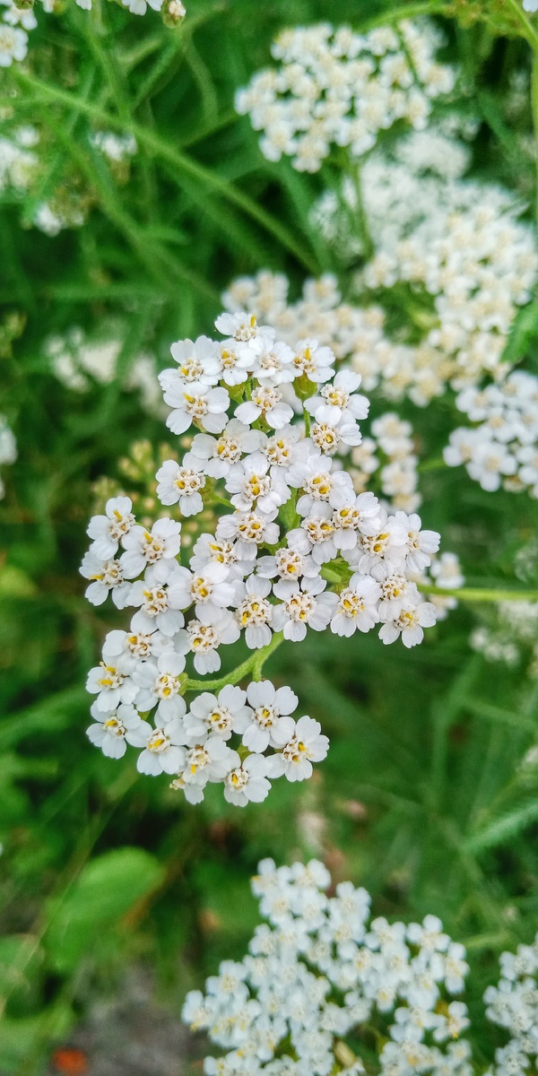 
Тысячелистник обыкновенный (Achillea millefollium) — многолетнее травянистое растение семейства Астровые, высотой 20-80 см, с тонким ползучим корневищем, от которого отходят побеги с розетками прикорневых листьев и цветонос­ные неветвящиеся стебли.