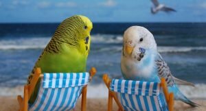 Симпатичная яркая птичка, да еще та, которая задумана говорящей, должна и имя иметь соответствующее. Неплохо будет, если оно тоже будет «говорящим» — отражающим птичий характер с его манерами и повадками или же внешний вид питомца, цвет его перышек.

Не стоит придумывать кличку заранее, еще до похода в зоомагазин: совершенно не факт, что она подойдет новому «члену семьи».