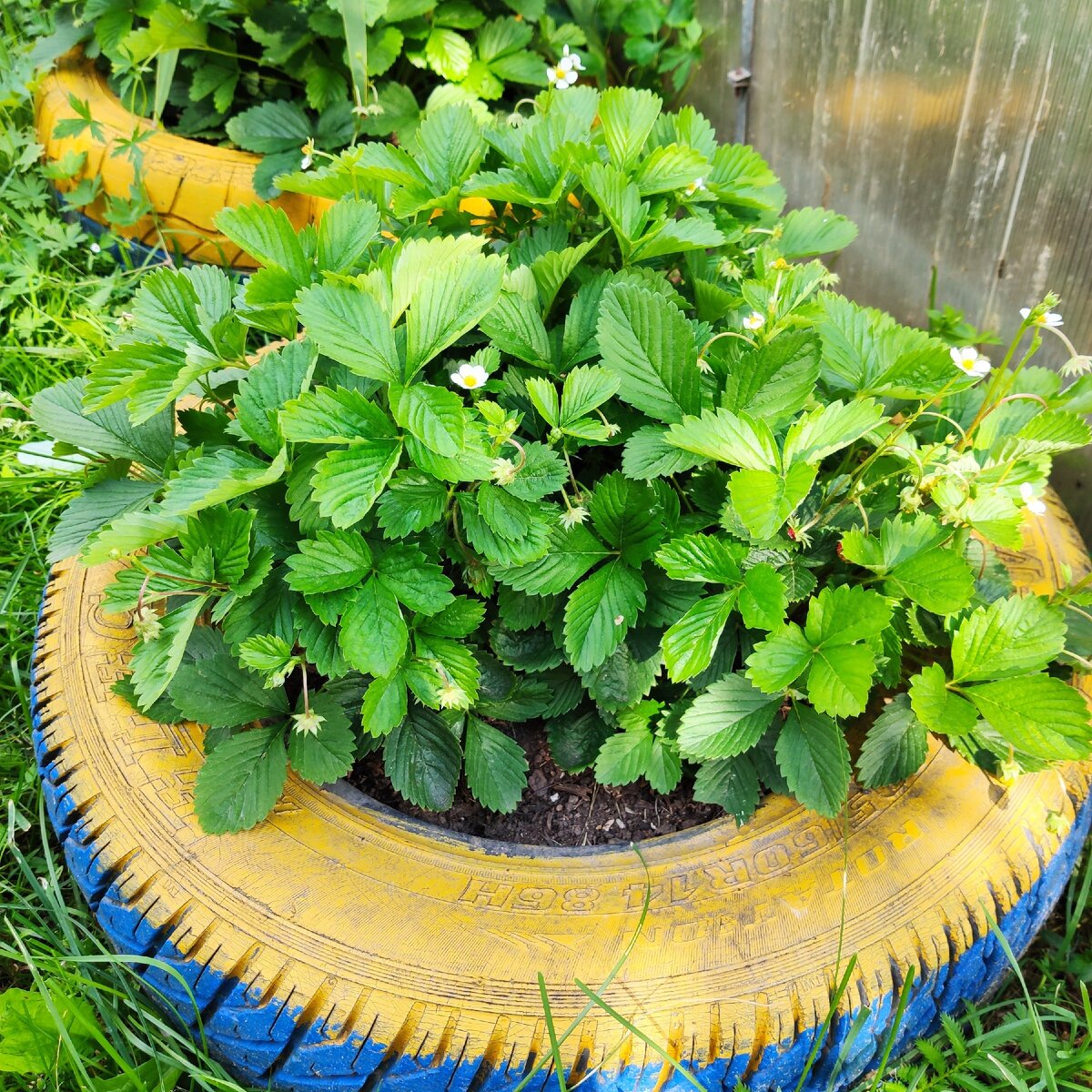 Земляника в конце июля