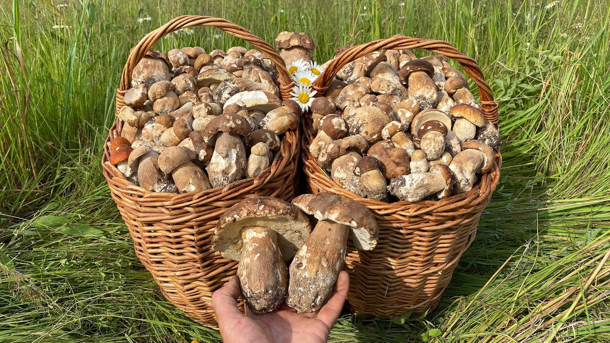 Белые - просто загляденье! (Фото из свободного доступа.) 