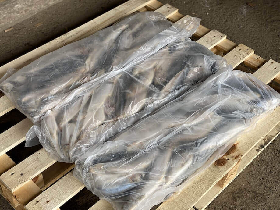 Свежемороженая сельдь