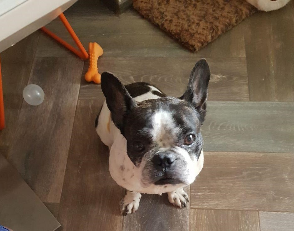 Французский бульдог:)))