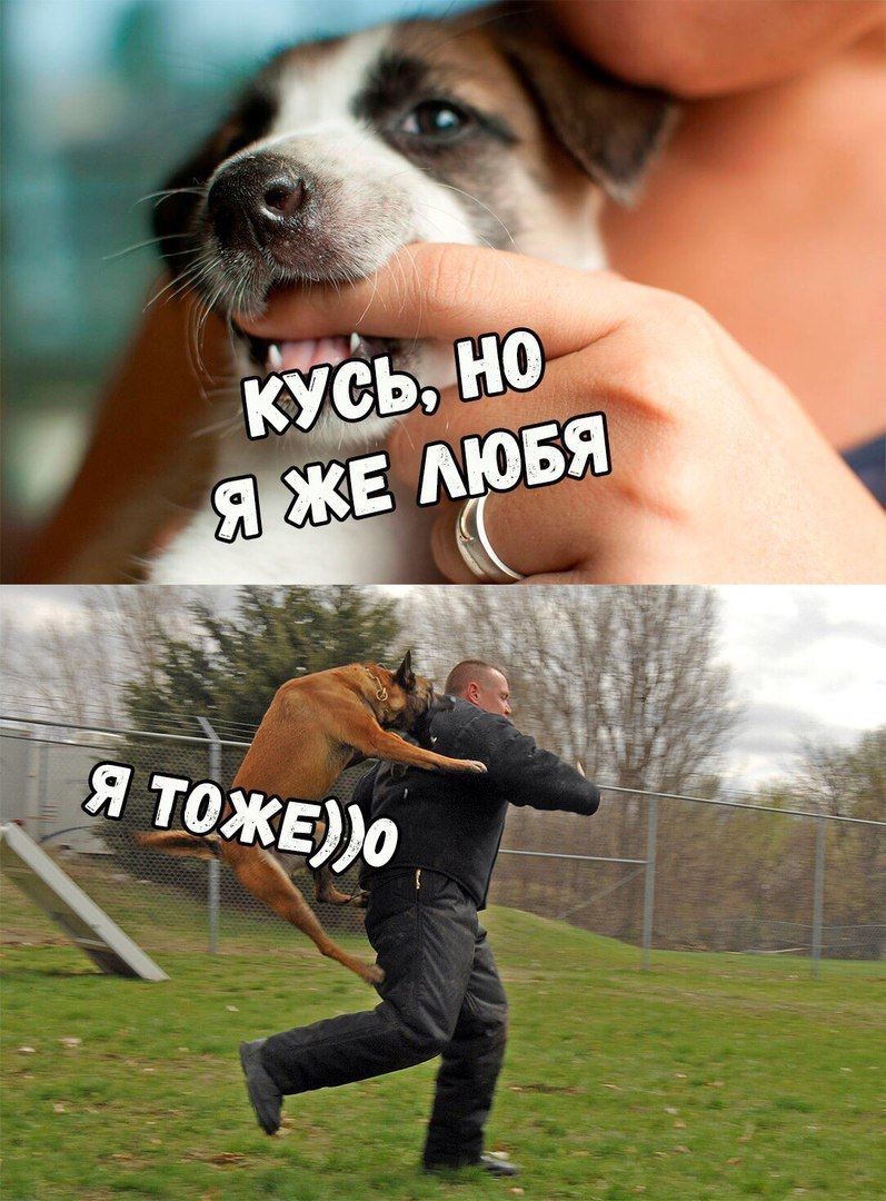 Новый мемы про собак и про людей