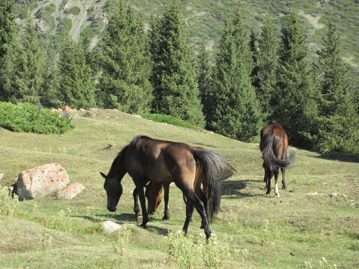 Киргизия. В горах.