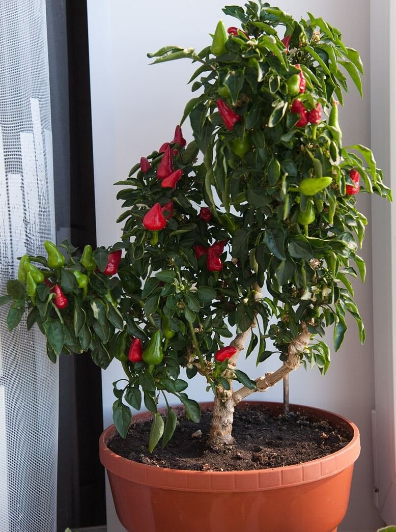 комнатный острый перец