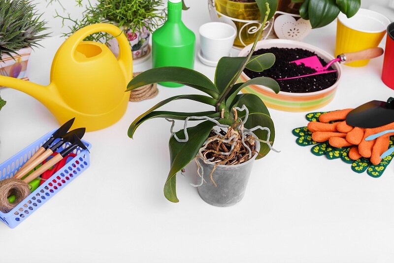 Орхидея (Фото используется по стандартной лицензии ©azbukaogorodnika.ru)