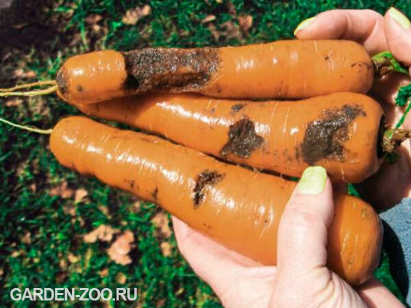 Последствия морковной мухи