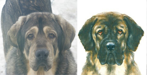 Слева - испанский мастиф Bulco del Rabio. Справа - меделян,  рисунок Марины Ефремовой, представление художницы. Листайте карусель. Как видим, сходство есть, но "с натуры" рисовался лишь меделян на последней карточке. И на последнем фото тожее оригинальный меделян. И они как раз меньше других похожи на испанского мастифа. Современный же художник  для создания портрета меделяна мог вдохновляться чем угодно.