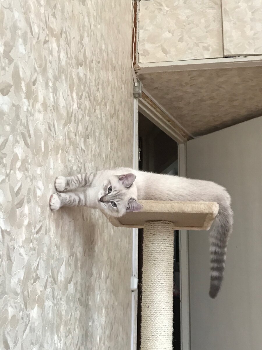 Ленивый кот