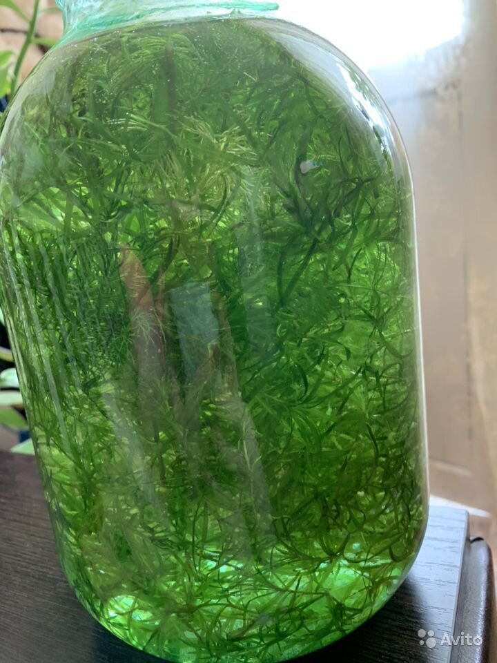 Цветет вода что делать. Вода позеленела в бутылке. Цветение воды в бутылке. Вода зацвела в бутылке. Банка с зеленой водой.