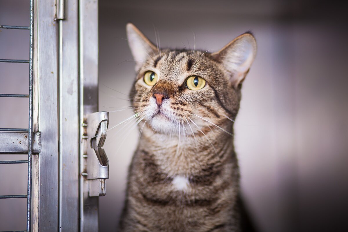 Митяй, ПМЖ в стационаре приюта по медицинским показателям.