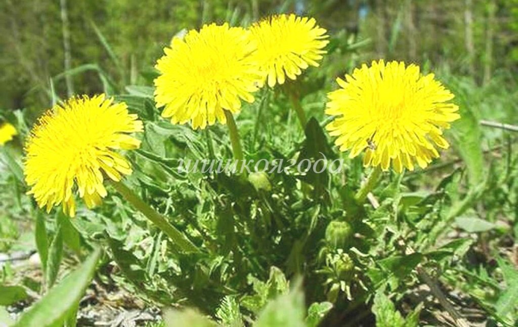 Цветки одуванчика
