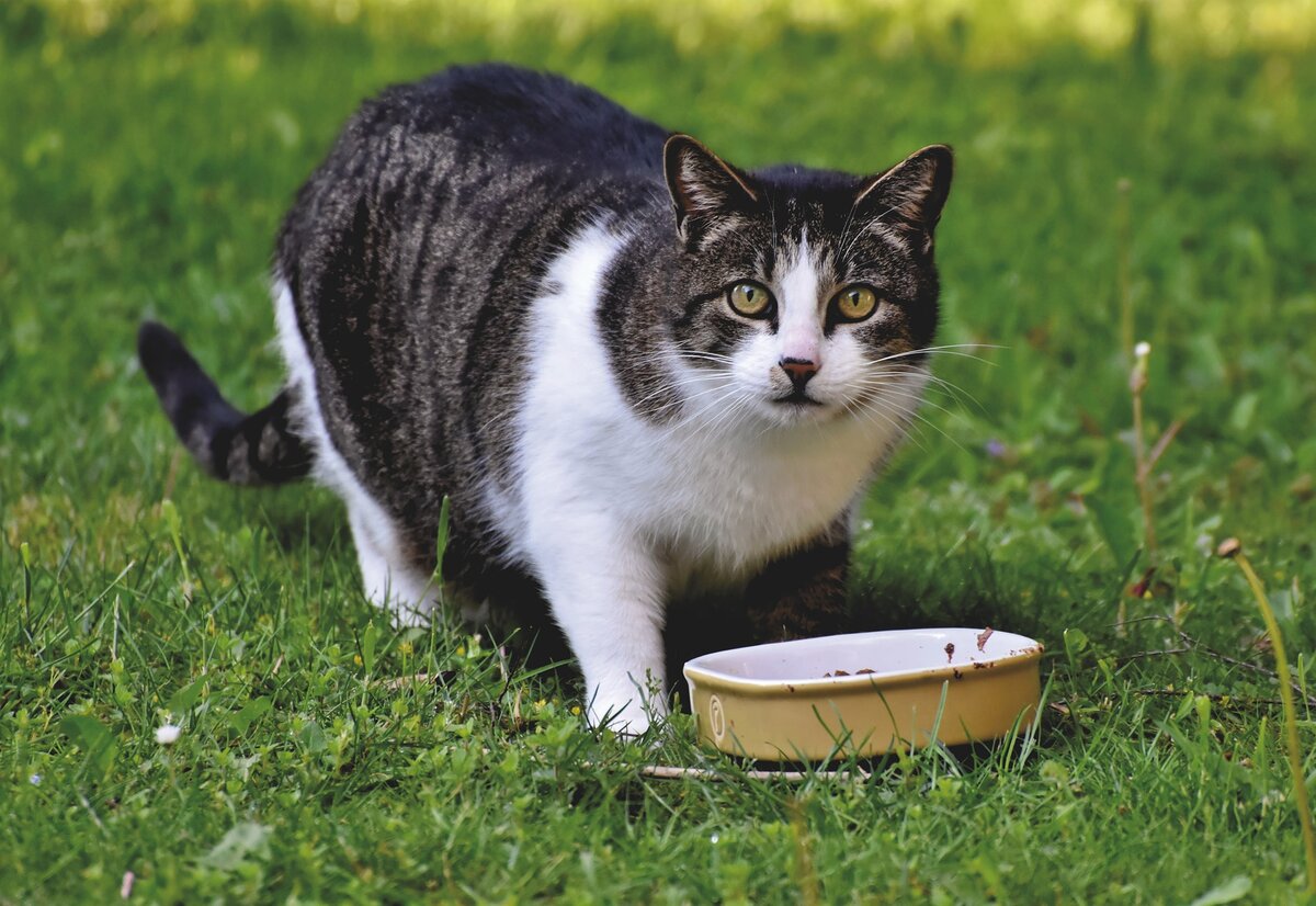 Определить правильную порцию корма для вашего кота