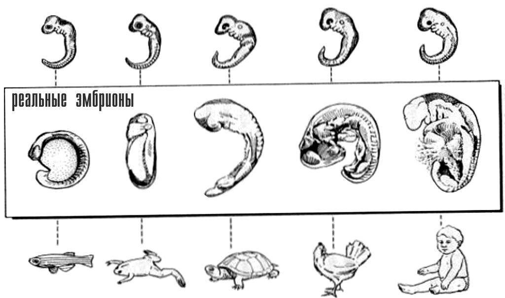 Последовательность эмбрионального развития животного