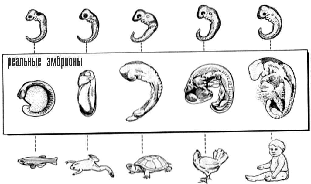 Развитие зародыша рисунок. Эволюция эмбриона Геккель. Геккель рисунки эмбрионов. Таблица эмбрионов Геккеля. Эмбрионы Геккеля.