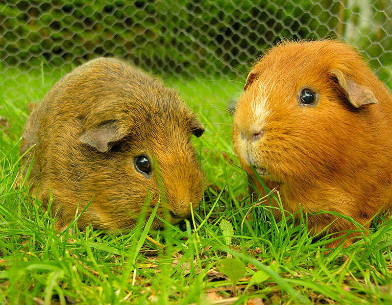 Морские свинки Агути / / Источник: https://stock.adobe.com/