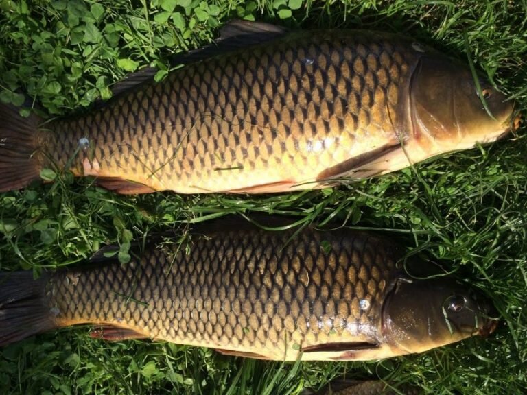 карп 5,1кг самый большой