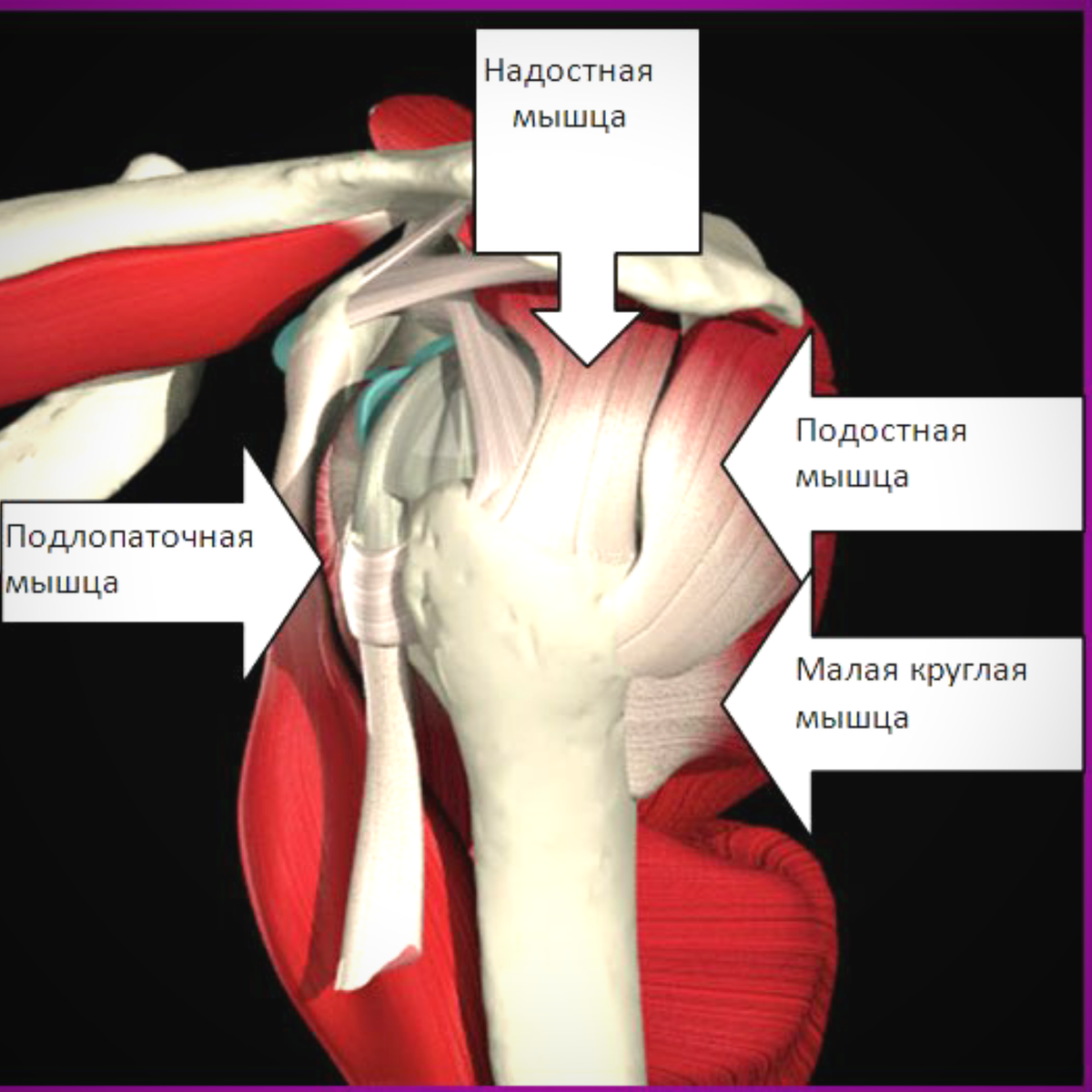 Вращательная манжета