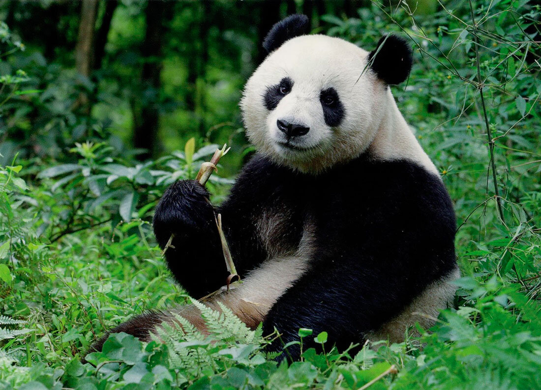 Большая панда живет. Большая Панда красная книга. Ailuropoda melanoleuca. Большая Панда или бамбуковый медведь. Бамбуковая Панда красная книга.