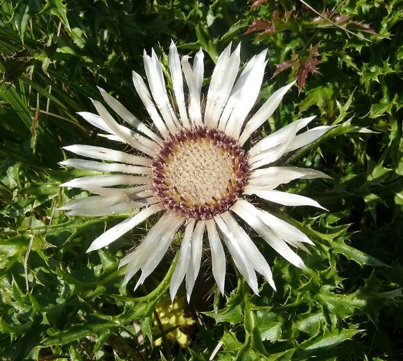 Carlina acaulis. Фото из интернета