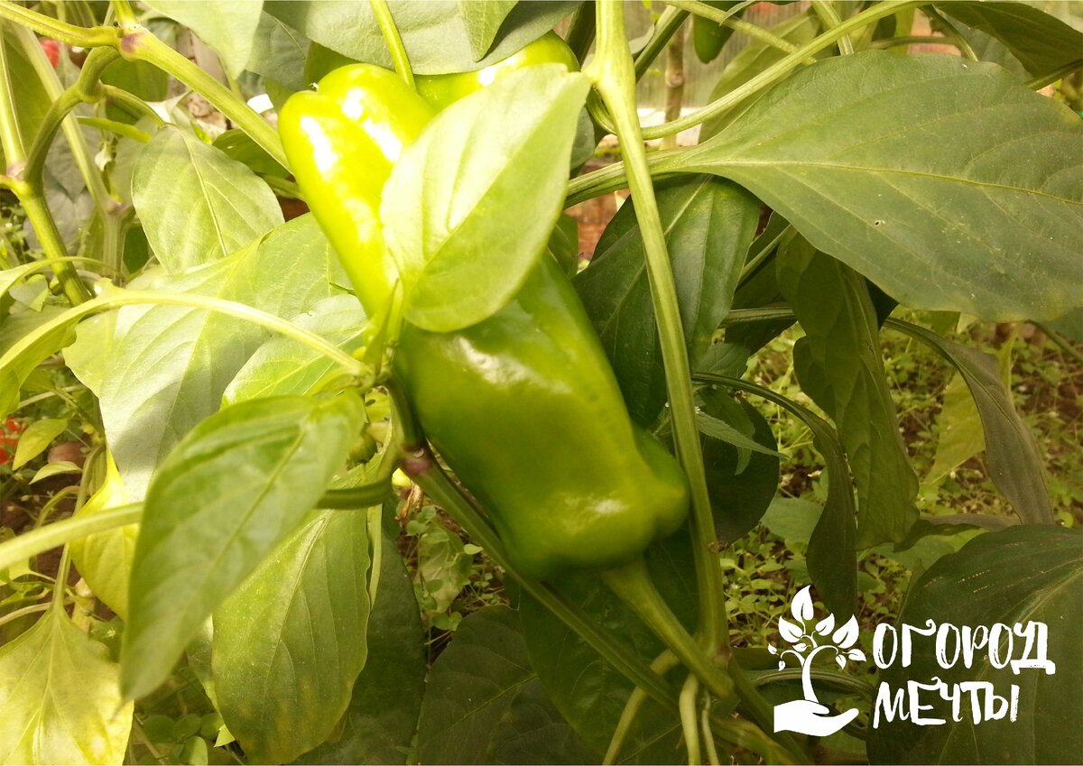 Определи назначение конечностей разных насекомых. Борщевик сосновского. Helicoverpa armigera. Растения враги. Опасные комнатные растения для детей.