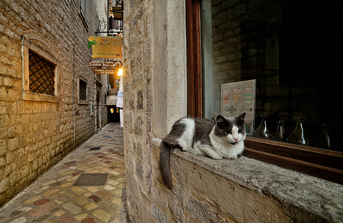 Cat area. Черногория котор кошки. Kotor Montenegro кошки. Котор город в Черногории.