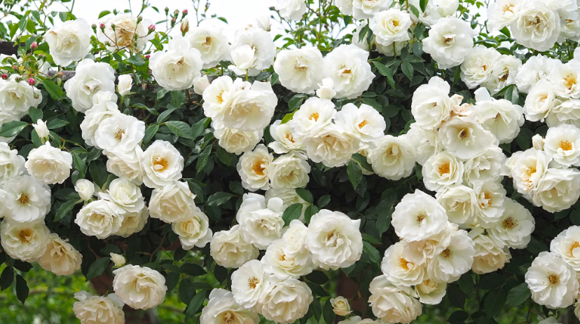 Сорта кремово-белых роз: описание и фотографии