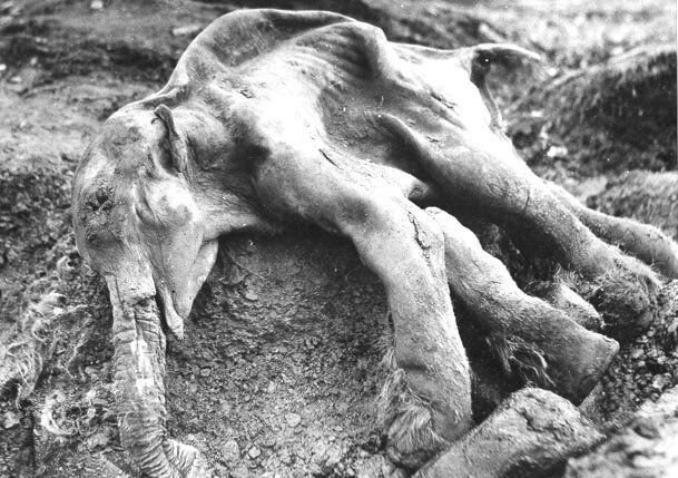 мамонтенок найденный у Берингова пролива не дошел до Америки (фото Wikimedia)