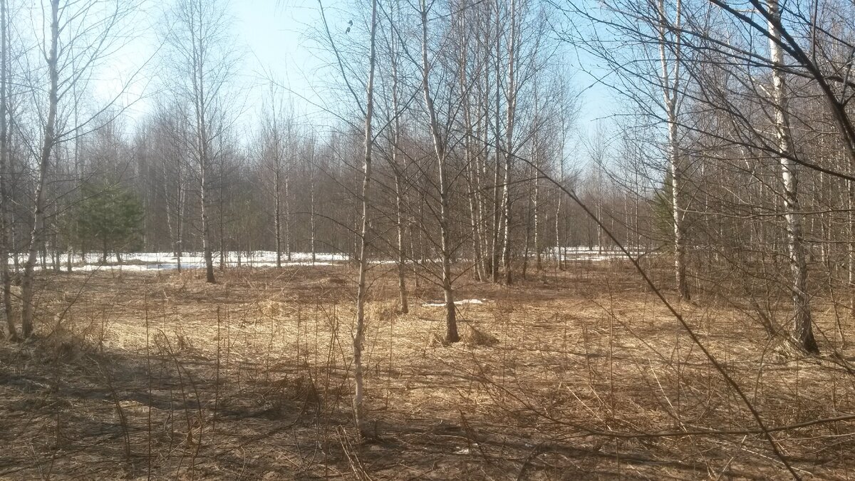Поляна.