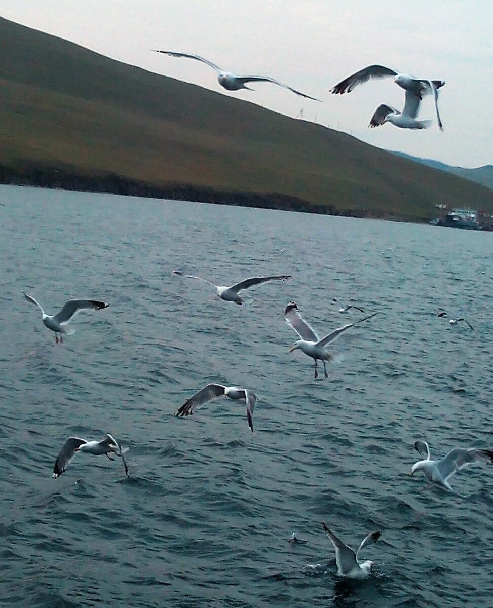 Фото автора: Сопровождение парома