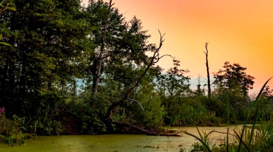 Обыкновенное болото...